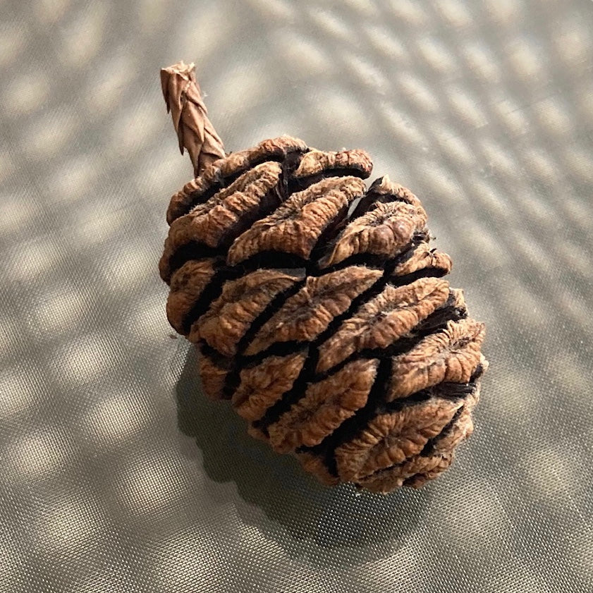 Antoinette-Franklin Revolutionary Sequoia Seed Cone